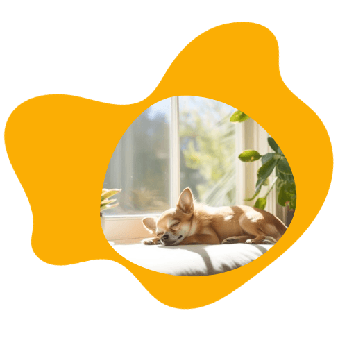 get ready for daily walks, fun & training